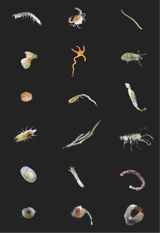第1回JAMBIO沿岸生物合同調査採集動物画像